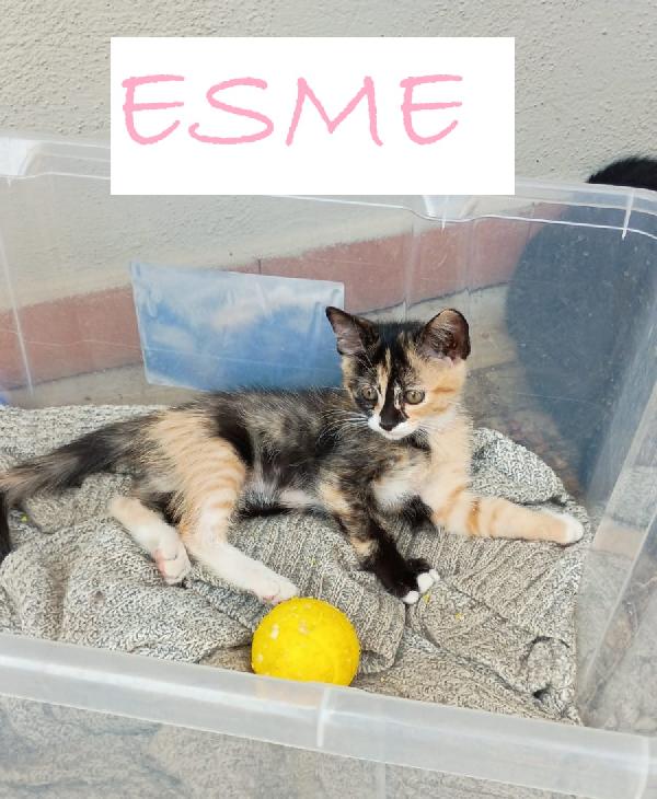 Gattini Di 2 Mesi